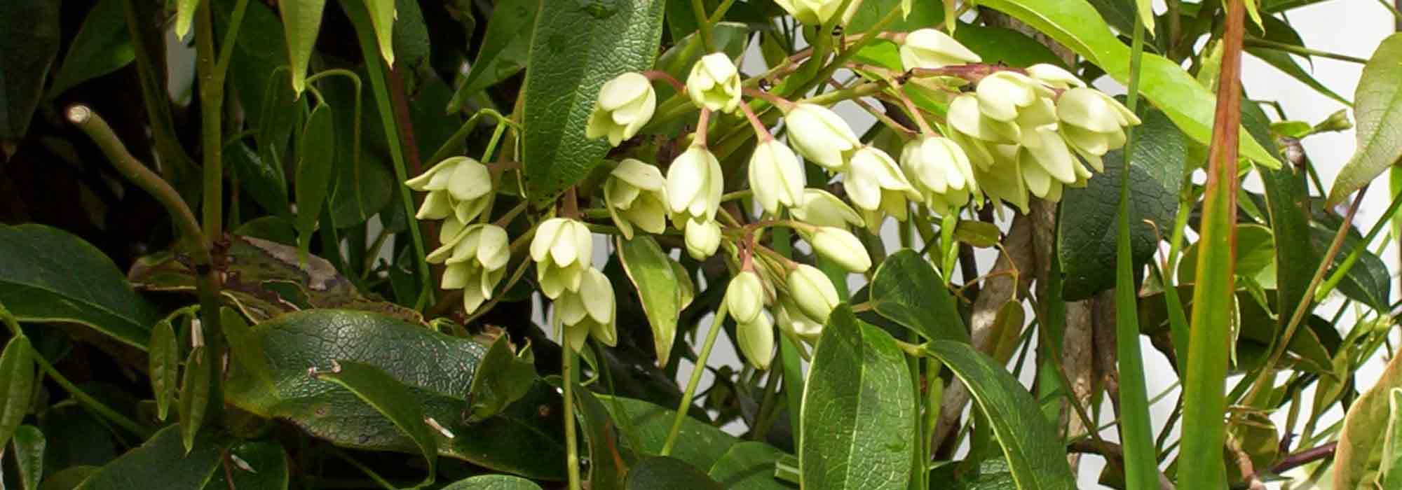 Holboellia: 7 Successful Companion Planting Ideas