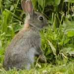 Vegetable Garden in the Countryside: How to Protect Crops from Animals?