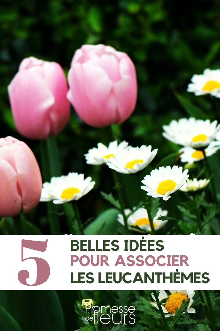 leucanthemum-associer leucanthemum-associate