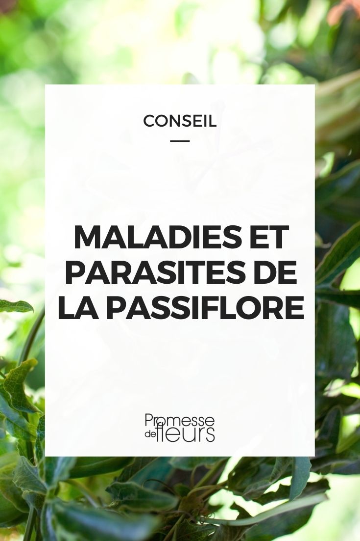 Parasitic Diseases of Passiflora Parasitic Diseases of Passionflower