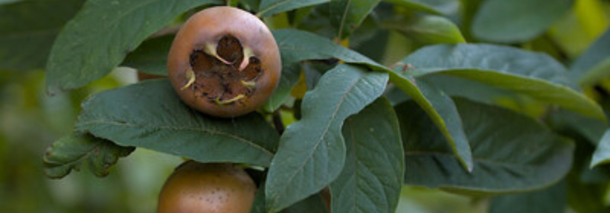 Diseases and pests of medlar trees