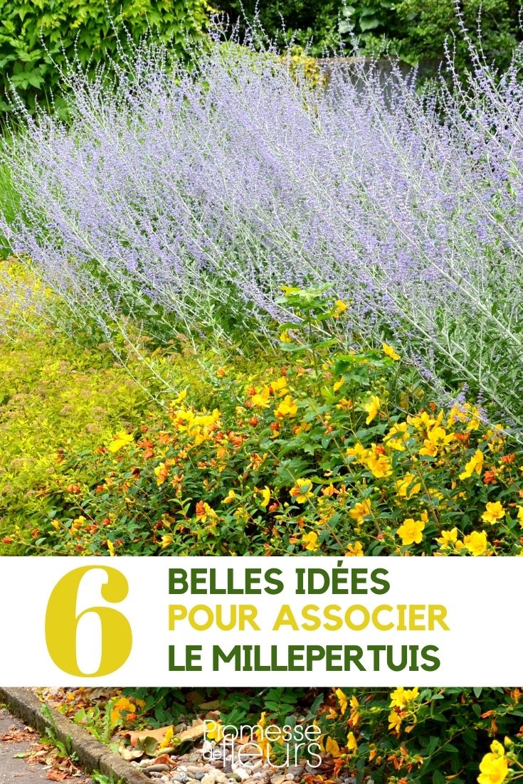 St John's Wort - Companion Planting St John's Wort - Companion Planting