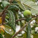 How to prune medlar trees?