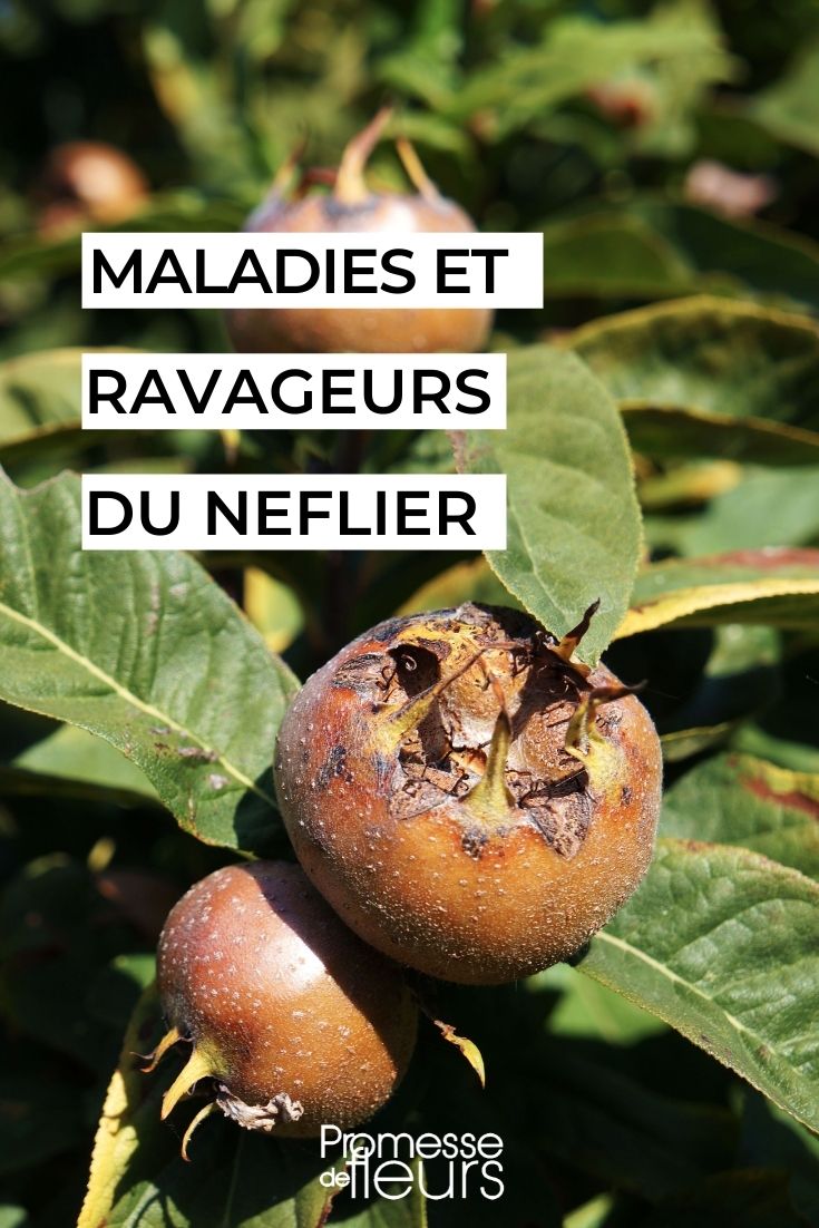 Medlar: Diseases and Pests
The medlar (Mespilus germanica) is a fruit tree that, while not commonly found in every garden, can be a delightful addition due to its unique fruits and ornamental value. However, like all plants, medlars are susceptible to certain diseases and pests that can affect their health and productivity. Here’s a guide to identifying and managing the most common issues that might afflict your medlar tree.
### Diseases
1. **Fire Blight (Erwinia amylovora)**
Fire blight is a serious bacterial disease that can quickly devastate medlar trees. It causes the branches and leaves to appear as though they have been burned. To manage fire blight, prune and destroy any infected parts immediately. Ensure to sterilize your pruning tools to prevent the spread of the bacteria.
2. **Brown Rot (Monilinia fructigena)**
This fungal disease primarily affects the fruits, turning them brown and rotten. It can also spread to the branches. To control brown rot, remove and destroy any affected fruits and prune any diseased wood. Fungicidal sprays may also be necessary if the infection is severe.
### Pests
1. **Medlar Fruit Moth (Carpocapsa nigricana)**
The larvae of this moth tunnel into the fruits, causing them to rot. To combat these pests, remove and destroy infested fruits to break the life cycle of the moths.
2. **Aphids**
Aphids can be a nuisance by sucking sap from the leaves, leading to a reduction in plant vigour. They can also excrete a sticky substance known as honeydew, which can lead to sooty mold. Use insecticidal soap or neem oil to control aphid populations effectively.
### Preventive Measures
- **Good Hygiene**: Regularly cleaning up fallen debris and maintaining a tidy garden can help prevent the onset of diseases and pests.
- **Proper Pruning**: Keeping your medlar tree well-pruned not only helps in maintaining its shape but also improves air circulation, which can reduce the risk of fungal diseases.
- **Resistant Varieties**: If available, choose disease-resistant varieties of medlars to plant in your garden.
By being vigilant and taking prompt action, you can keep your medlar tree healthy and productive for many years. Remember, the key to effective pest and disease management is regular observation and early intervention. Medlar: Diseases and Pests
The medlar (Mespilus germanica) is a fruit tree that, while not commonly found in every garden, can be a delightful addition due to its unique fruits and ornamental value. However, like all plants, medlars are susceptible to certain diseases and pests that can affect their health and productivity. Here’s a guide to the most common issues you might encounter and how to manage them.
### Common Diseases of Medlars
1. **Fire Blight (Erwinia amylovora)**: This bacterial disease can be particularly devastating. It causes the branches and leaves to appear as if scorched by fire. To manage fire blight, prune the affected areas well below the infected parts during dry weather and disinfect your pruning tools after each cut.
2. **Brown Rot (Monilinia fructigena)**: This fungal infection affects the fruits, turning them brown and rotten. It can spread rapidly if not controlled. Remove and destroy any infected fruits and prune to increase air circulation. Consider using a fungicide if the problem persists.
3. **Scab (Venturia inaequalis)**: Scab causes dark, olive-green spots on leaves and fruits. It thrives in wet conditions. To prevent scab, ensure good air circulation around your trees and apply fungicidal sprays early in the season.
### Common Pests Attacking Medlars
1. **Fruit Tree Red Spider Mite (Panonychus ulmi)**: These tiny mites cause the leaves to mottle and lose their colour. They are more prevalent in hot, dry conditions. Regular watering and misting of the leaves can help prevent infestations. In severe cases, use a suitable miticide.
2. **Codling Moth (Cydia pomonella)**: The larvae of this moth tunnel into the fruits, causing them to rot. Pheromone traps can be effective in monitoring and reducing codling moth populations. Ensure to remove any affected fruits to reduce future infestations.
3. **Aphids**: These small, sap-sucking insects can cause leaf curling and distortion. They also produce honeydew, which can lead to sooty mould. Encourage natural predators like ladybirds, or use insecticidal soaps or oils to control severe infestations.
### Preventive Measures
- **Regular Inspection**: Early detection is key to managing diseases and pests effectively. Regularly inspect your medlar trees for any signs of distress.
- **Good Hygiene**: Keep the area around your trees clean and free of debris. This minimises the chances of disease and pest infestation.
- **Pruning**: Proper pruning not only helps in shaping the tree but also improves air circulation, which can reduce the risk of diseases.
By being vigilant and taking prompt action, you can keep your medlar trees healthy and productive. Remember, a healthy plant is less susceptible to diseases and pests. Happy gardening!