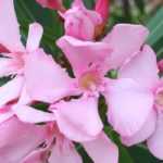 When and how to prune an oleander for abundant flowering