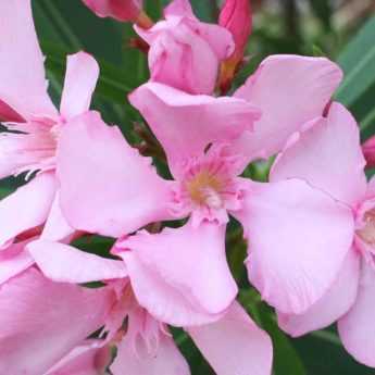 When and how to prune an oleander for abundant flowering