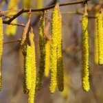 How to pair the hazel tree?