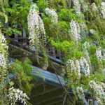 4 climbing plants to grow on a windy balcony