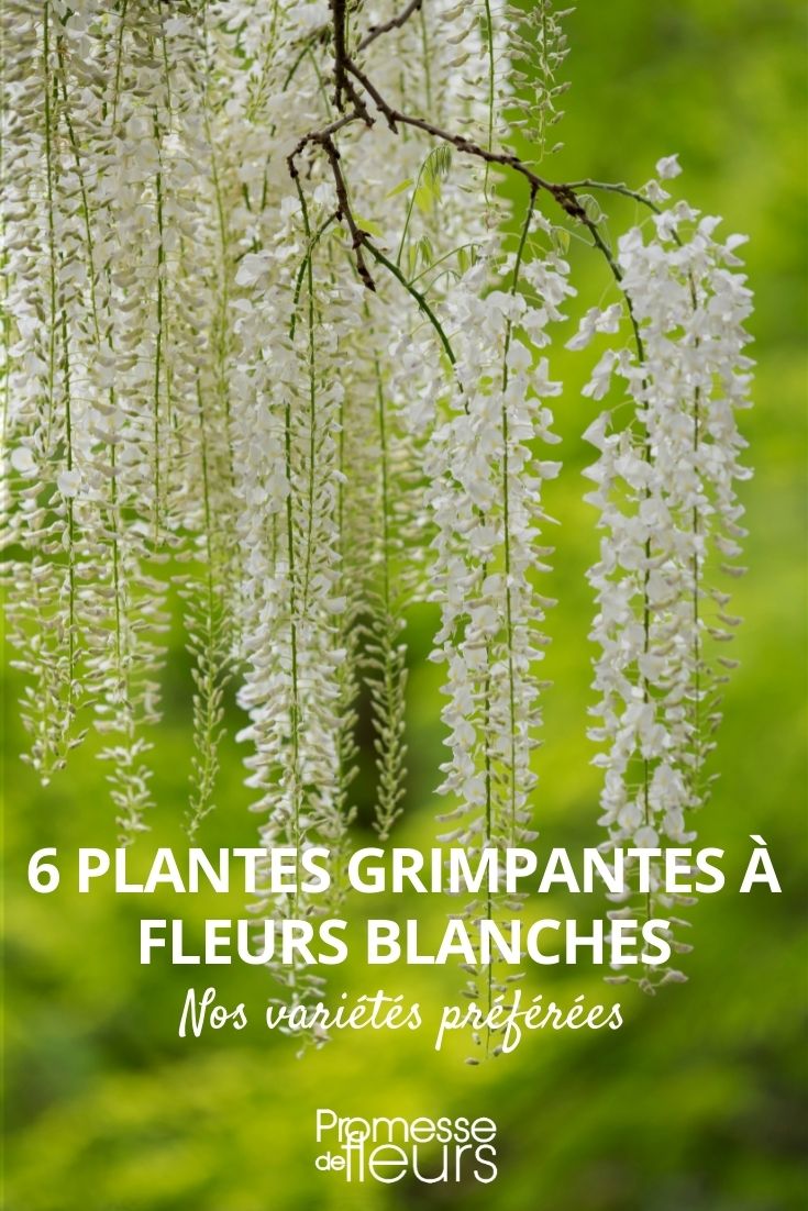 climbing plants with white flowers climbing plants with white flowers