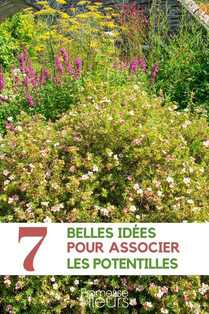 potentilla-companion potentilla-companion