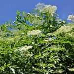 Elder leaf manure