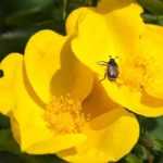 5 rose bushes with yellow dog-rose flowers