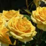 6 bush roses with large yellow flowers