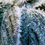 Planting a rosebush in very cold climate