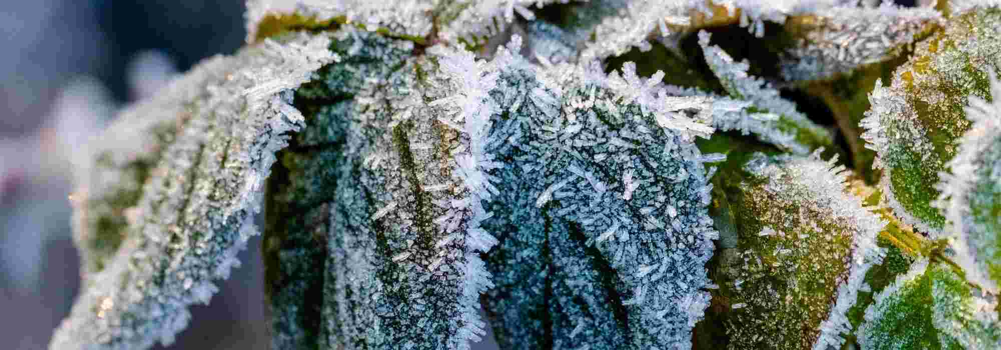 Planting a rose in very cold climate