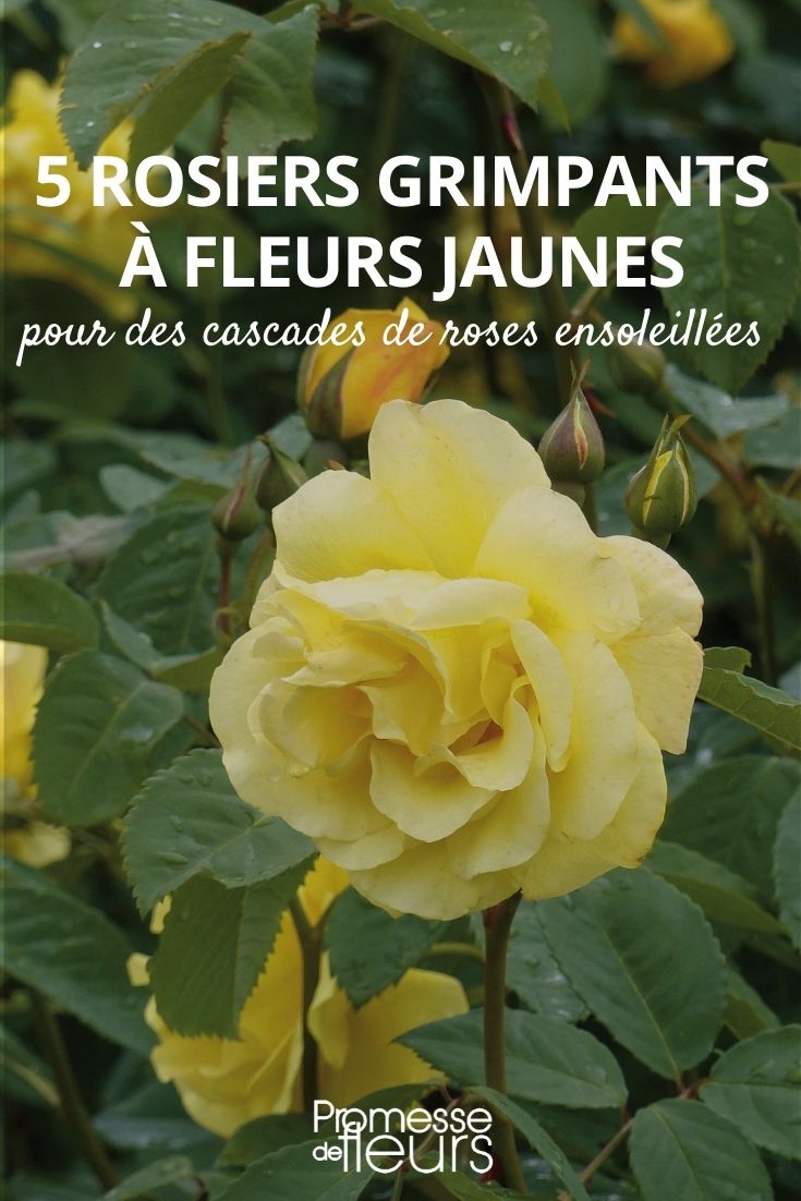 yellow climbing roses yellow climbing roses