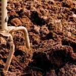 What is a rotary hoe used for?