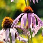6 secrets to successfully grow Echinaceas