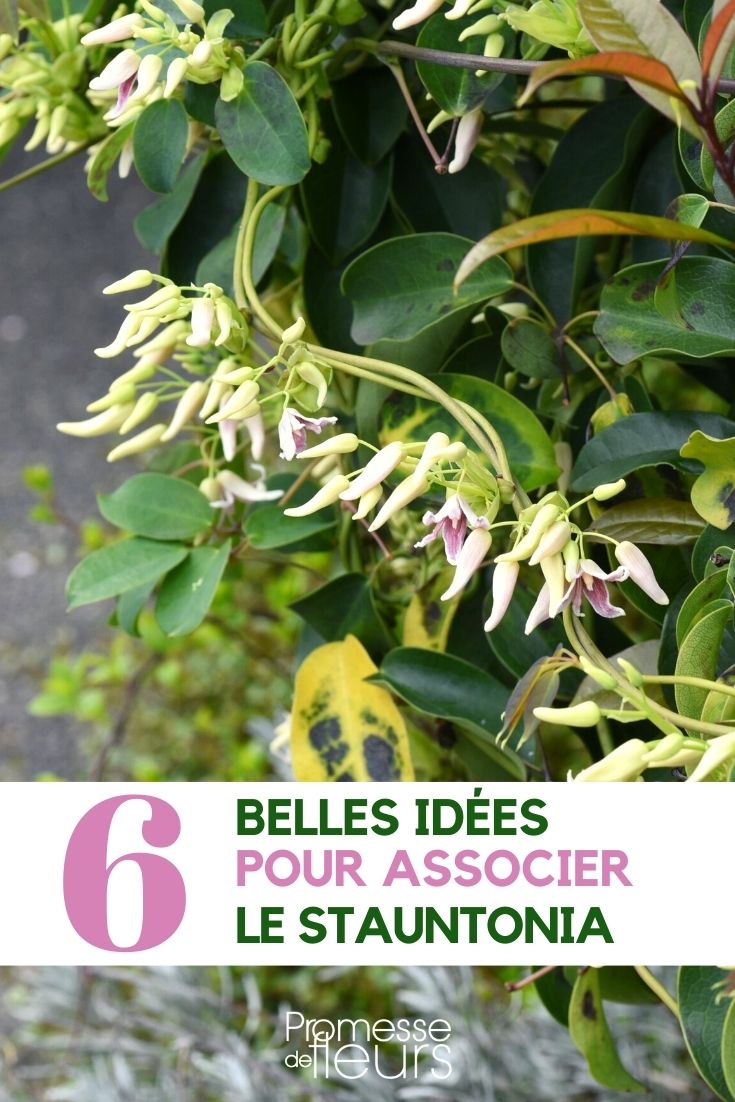 stauntonia-associer stauntonia-associer