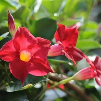 How to prune a dipladenia?