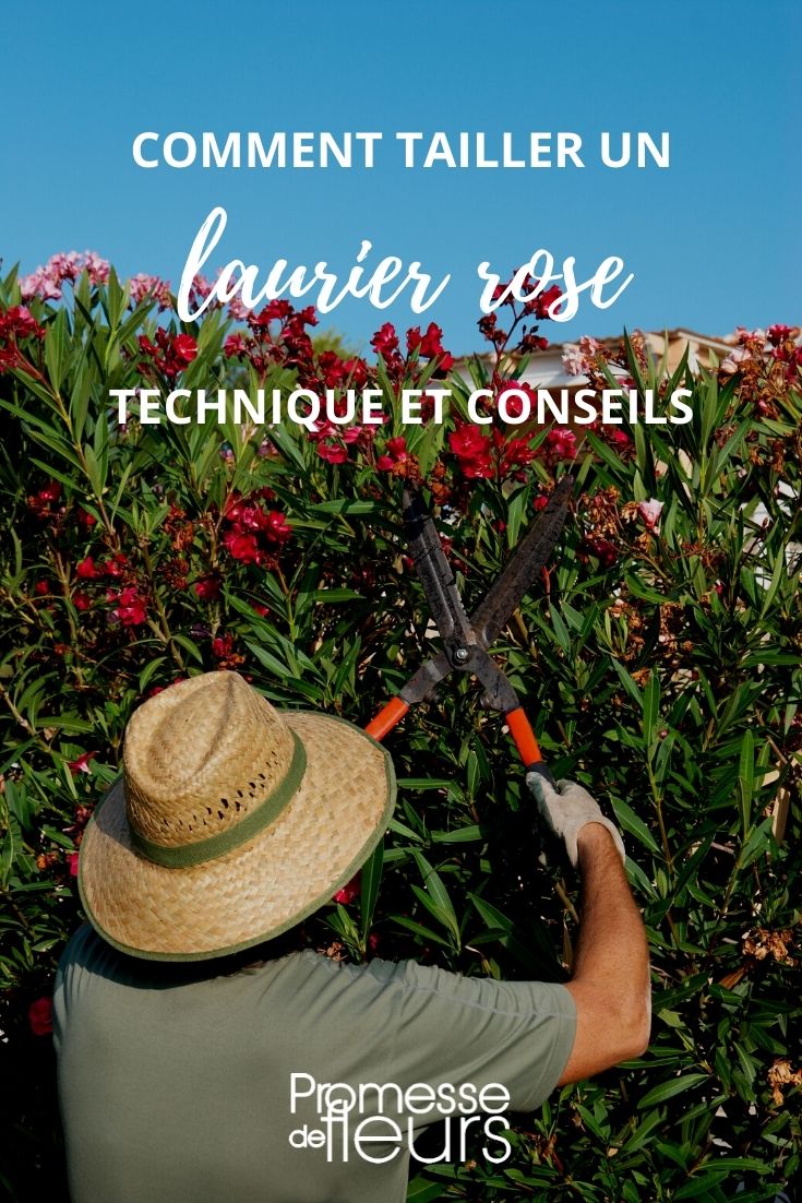Pruning Oleander