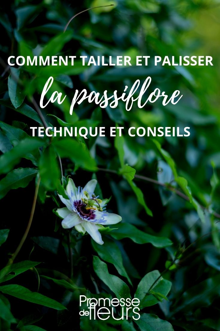 Pruning and Training Passion Flowers