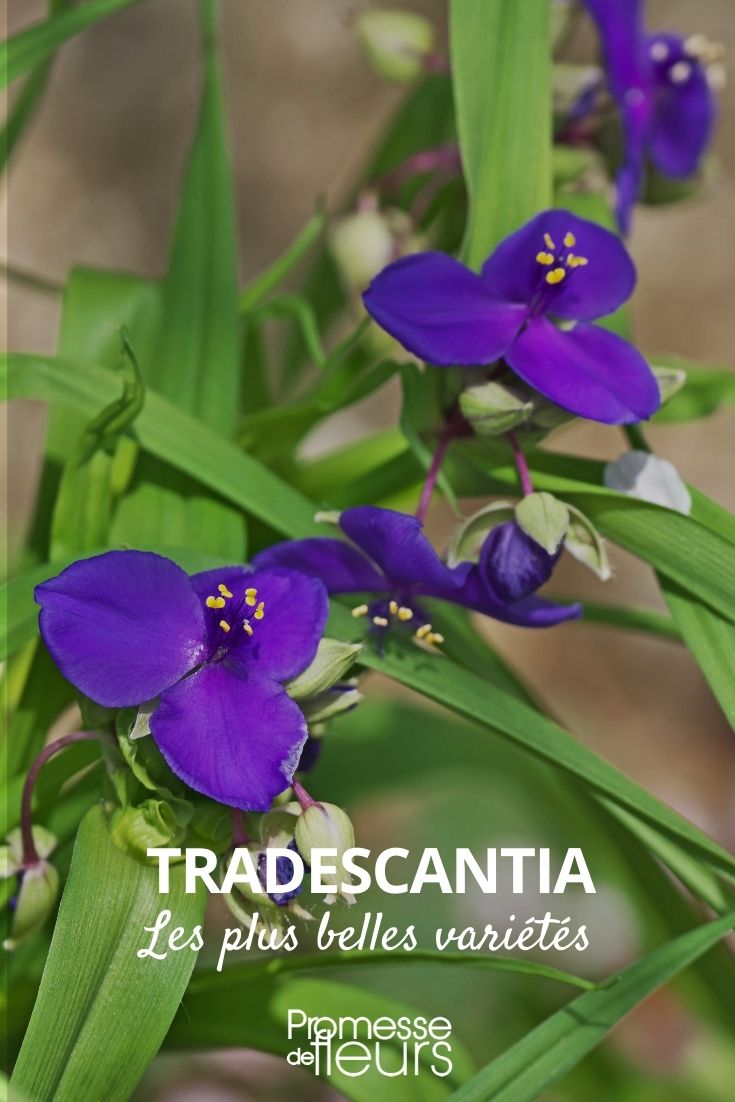 Tradescantia: Most Beautiful Varieties Tradescantia: The Most Beautiful Varieties