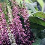 6 perennials to grow on a windy balcony