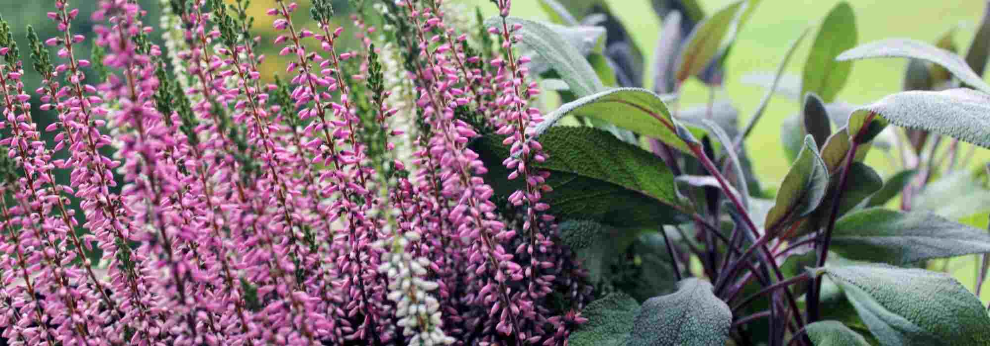 6 perennials to grow on a windy balcony