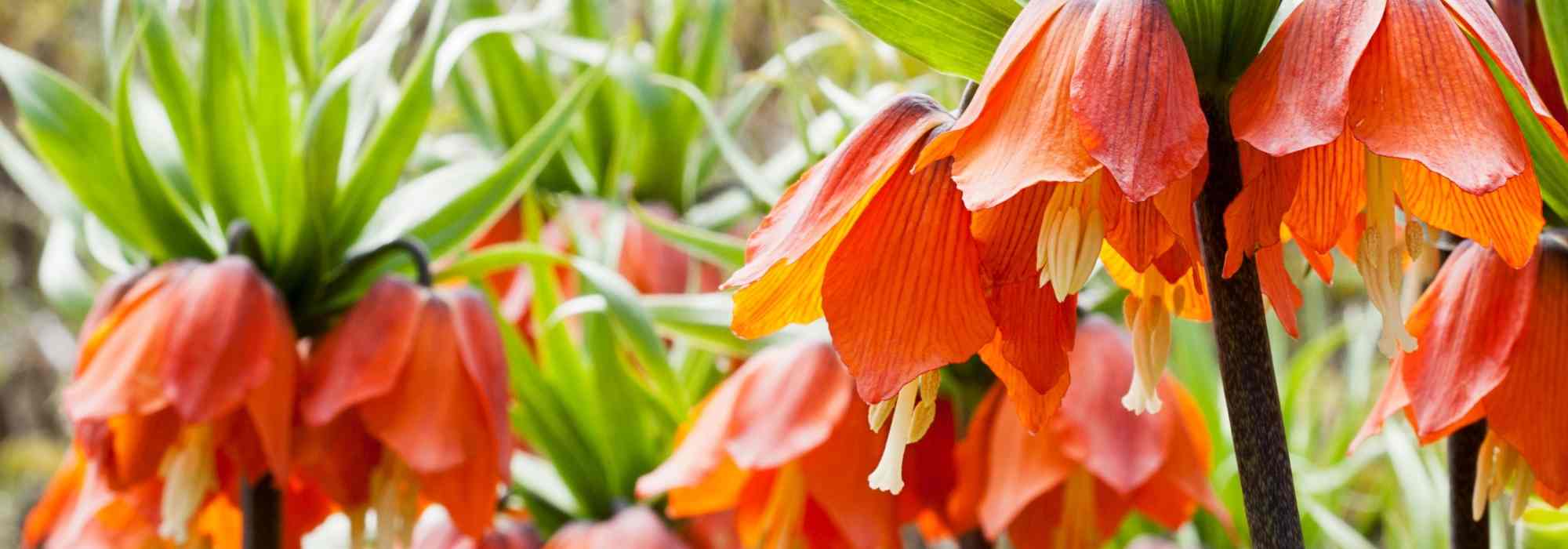 7 spring bulbs with orange flowers that you must have in your garden