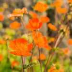 8 orange-flowered perennials to have in your garden