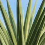 Succeeding in the cultivation of Yucca elephantipes