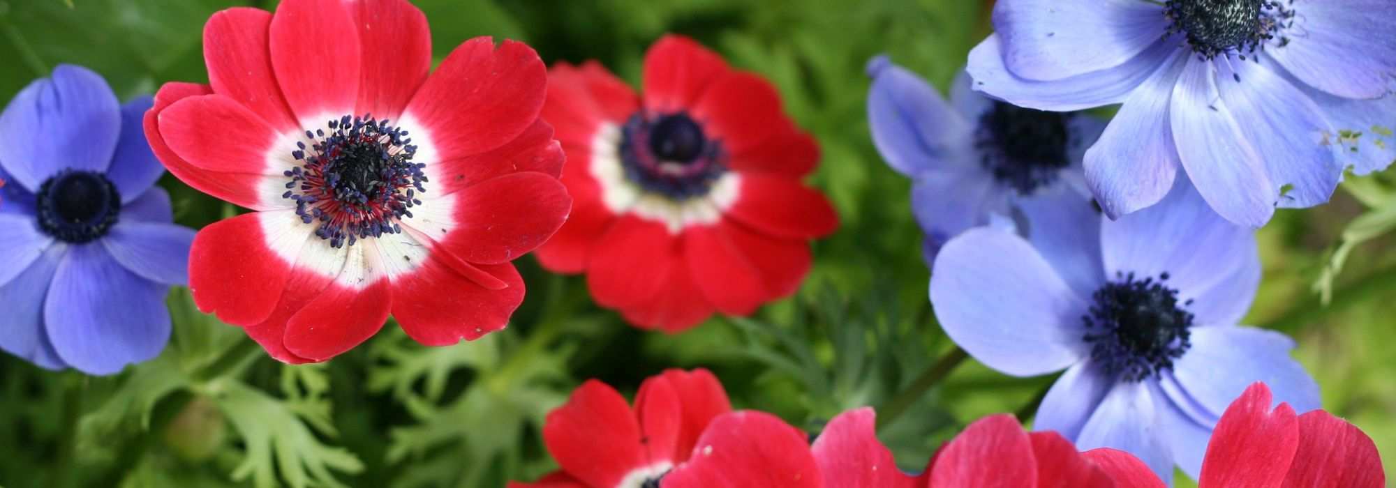 Growing the Caen anemone in a pot