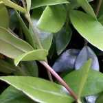 9 bushes for dry soil