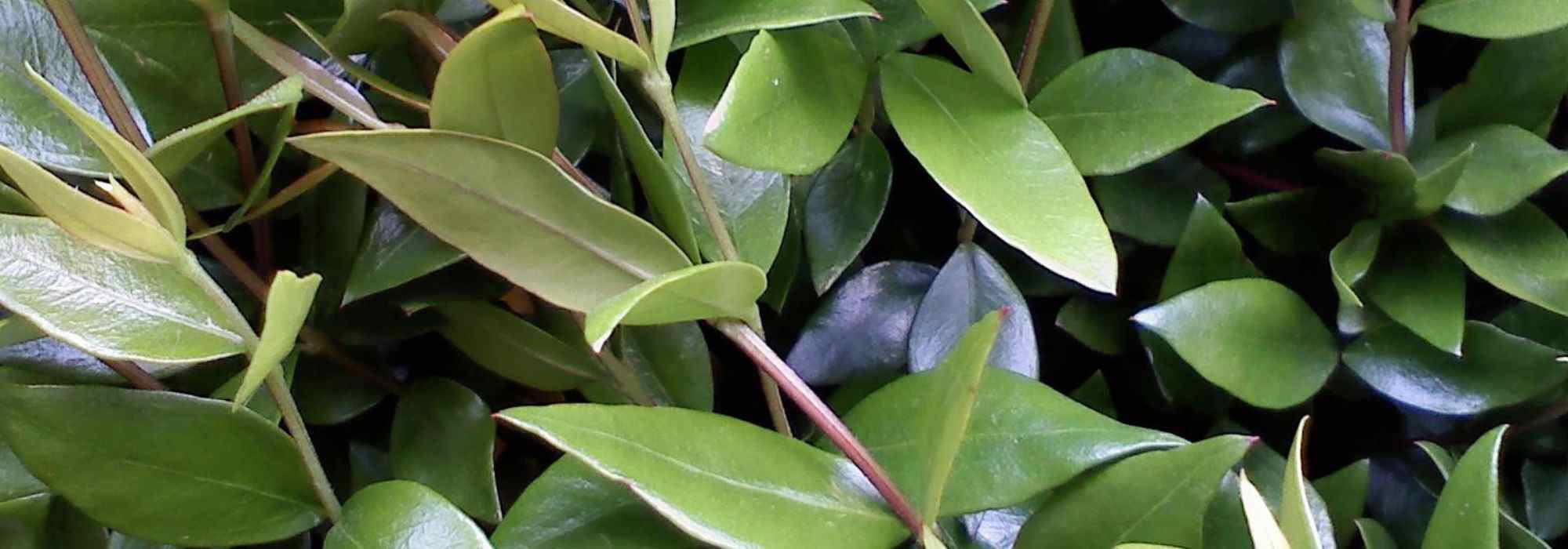 9 bushes for dry soil