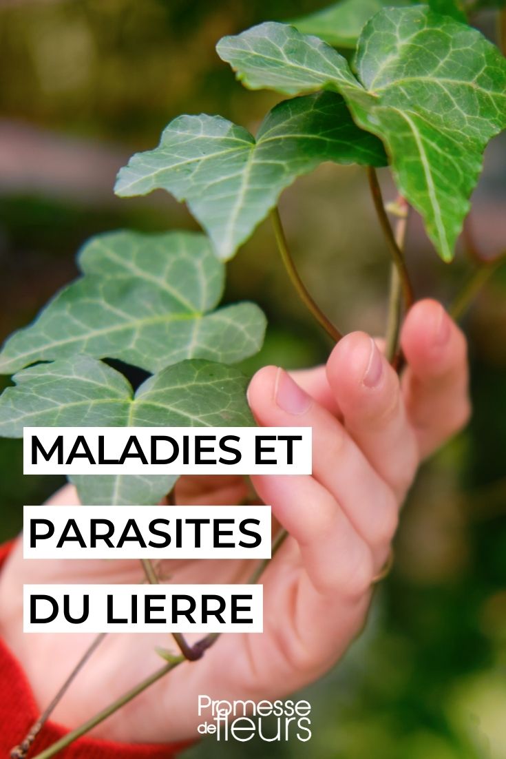 Diseases and Parasitic Issues of Ivy
Ivy, with its lush foliage and hardy nature, is a popular choice among gardeners and landscapers. However, like all plants, it is susceptible to certain diseases and parasitic problems that can impact its health and aesthetic appeal.
### Common Diseases
1. **Leaf Spot**: This disease causes dark brown or black spots on the leaves of the ivy. It's usually fungal and can be managed by reducing overhead watering and improving air circulation around the plant.
2. **Root Rot**: Often a result of overwatering, root rot can lead to the decay of the ivy's root system, eventually killing the plant if not addressed. Ensuring proper drainage and avoiding waterlogged soil are critical preventive measures.
3. **Powdery Mildew**: This fungal infection appears as a white powdery coating on the leaves. It thrives in dry, warm conditions. Increasing air circulation and reducing humidity can help control its spread.
### Parasitic Problems
Ivy can also be affected by various parasitic pests that sap its strength and detract from its beauty:
1. **Aphids**: These small parasitic insects can cause damage by sucking the sap from the ivy's leaves, leading to yellowing and distorted growth. They can be managed using insecticidal soaps or natural predators like ladybirds.
2. **Spider Mites**: Tiny and often red or brown, spider mites attack the underside of leaves and can cause significant damage if left unchecked. Regular misting of the ivy can deter these parasites, and acaricides can be used in severe cases.
3. **Scale Insects**: These parasites attach themselves to the stems and leaves, sucking the sap and weakening the plant. They can be controlled with horticultural oils or by manually removing them from the plant.
### Preventive Measures
- **Regular Inspection**: Early detection is key to managing both diseases and parasitic problems. Regularly inspect your ivy for signs of distress.
- **Proper Watering**: Overwatering can lead to fungal diseases. Water ivy only when the top inch of soil is dry.
- **Adequate Spacing**: Ensure that ivy plants have enough space between them to promote good air circulation, which helps prevent many fungal diseases.
By understanding the common diseases and parasitic issues that can affect ivy, gardeners can take proactive steps to maintain the health and beauty of their plants. Regular care and preventive measures are essential to keep these problems at bay and ensure that ivy continues to thrive in your garden. Pests and Diseases of Ivy (Hedera)
Ivy, or Hedera, is a popular and versatile plant, often admired for its lush, evergreen foliage and its ability to thrive in a variety of conditions. However, like all plants, ivy is susceptible to certain pests and diseases that can impact its health and appearance.
### Common Pests
1. **Spider Mites**: These tiny pests can cause the leaves to appear speckled with yellow, and severe infestations can lead to leaf loss.
2. **Aphids**: These small, sap-sucking insects can cause the leaves to become distorted and can also lead to the growth of sooty mould on the honeydew they excrete.
3. **Scale Insects**: These pests attach themselves to the stems and leaves, sucking sap and weakening the plant. They can also cause sooty mould due to the honeydew they produce.
### Common Diseases
1. **Leaf Spot**: This fungal disease causes dark spots on the leaves, which can lead to premature leaf drop.
2. **Root Rot**: Often a result of overwatering, root rot can be fatal if not addressed. Symptoms include wilting, yellowing leaves, and a decayed root system.
3. **Powdery Mildew**: This fungal infection appears as a white, powdery coating on the leaves and stems. While not usually fatal, it can weaken the plant and reduce its vigour.
### Prevention and Control
- **Good Hygiene**: Regularly remove any fallen debris and dead leaves to prevent fungal spores from spreading.
- **Proper Watering**: Ensure the plant is not overwatered and that the soil has good drainage to prevent root rot.
- **Pest Control**: Use appropriate insecticides or natural predators like ladybirds to control aphid and mite populations.
- **Fungicide Applications**: For severe fungal infections, applying a suitable fungicide according to the manufacturer's instructions can help.
By understanding the potential threats to your ivy and taking proactive measures, you can help ensure that your plants remain healthy and vibrant.