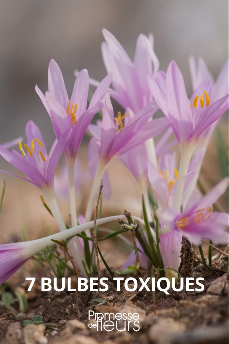 7 Toxic Bulbs