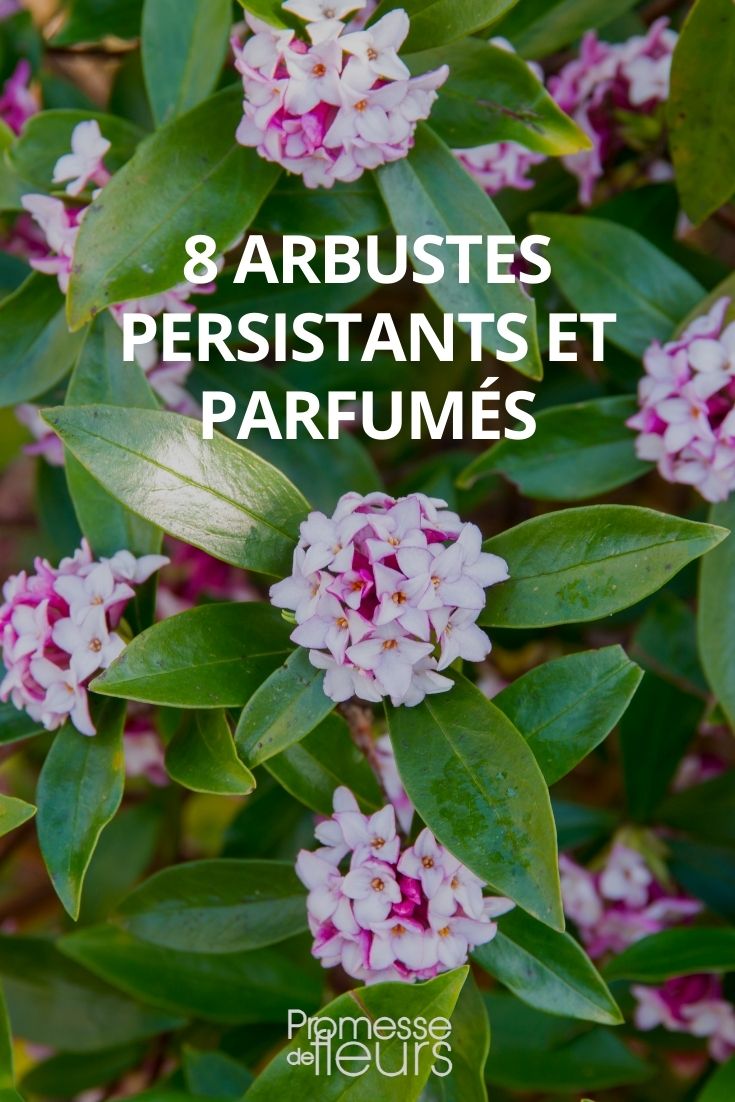8 Fragrant Evergreen Bushes (1) 8 Fragrant Evergreen Bushes (1)