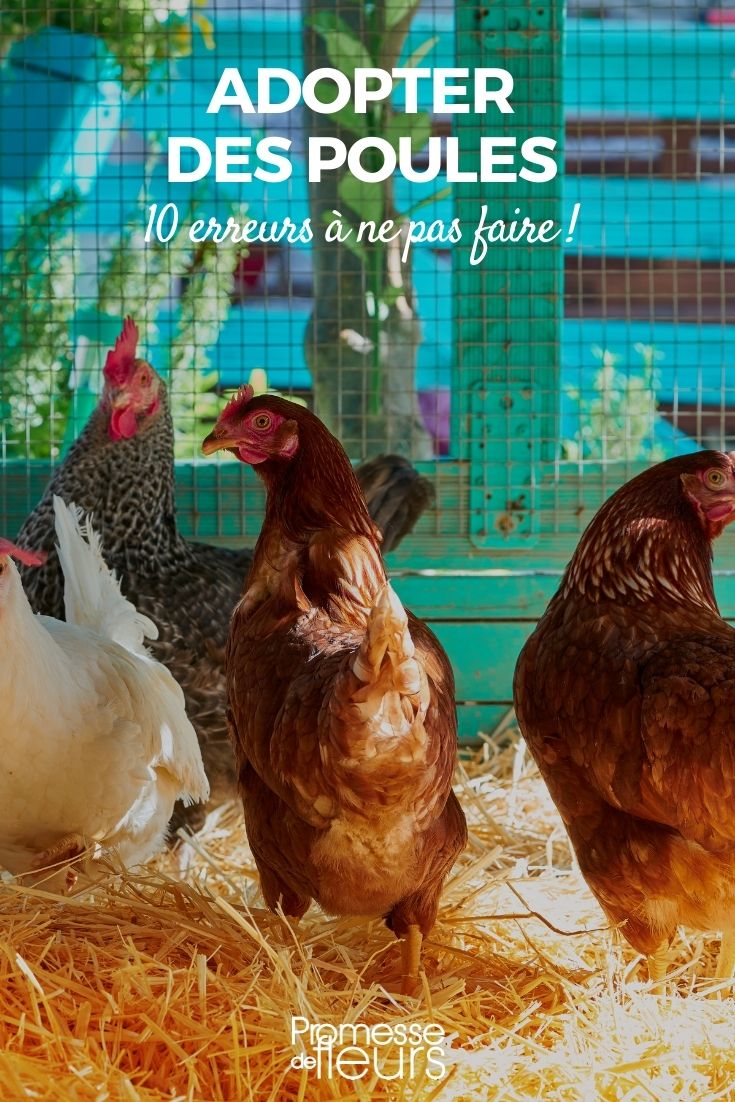 Mistakes to Avoid with Chickens