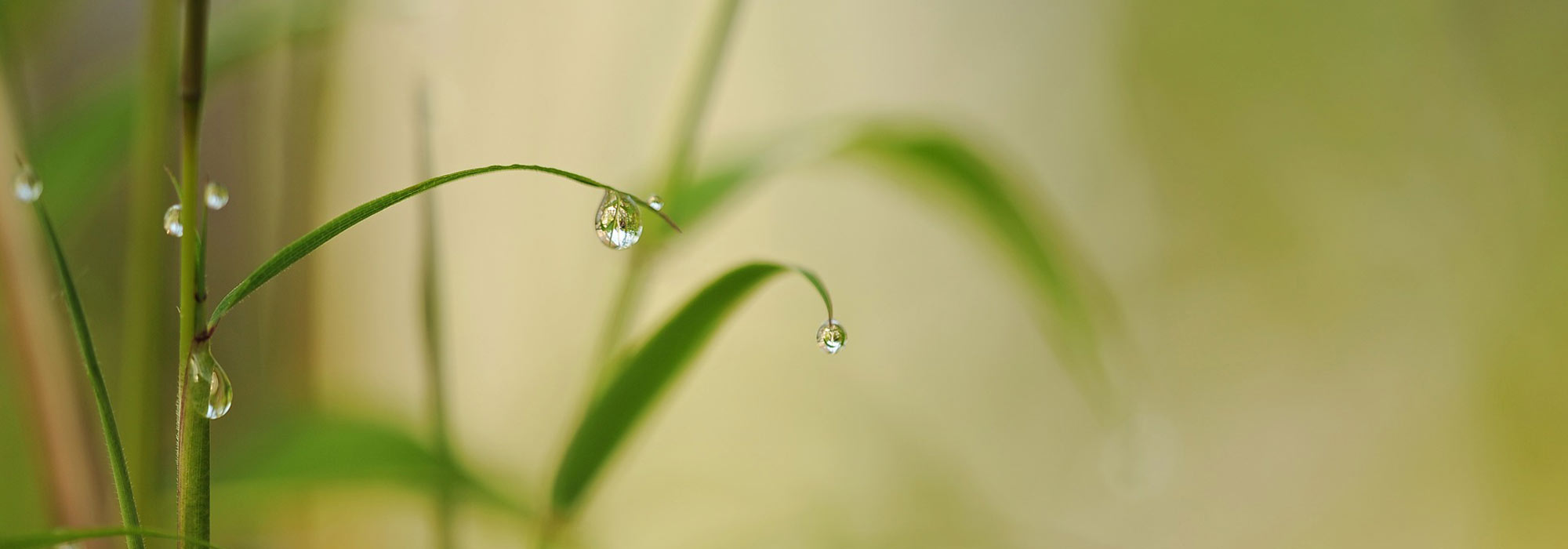 How to water a bamboo in a pot properly?
