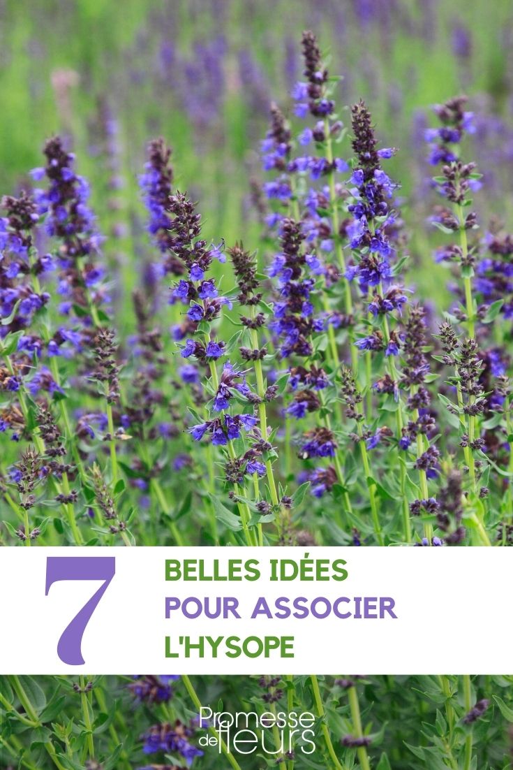 Ideas for Pairing Hyssopus

Hyssopus, commonly known as hyssop, is a delightful addition to any garden, offering not only visual appeal with its vibrant flowers but also a host of benefits for other plants. Here are some excellent pairing ideas for hyssop in your garden:

1. **With Lavender (Lavandula)**: Both plants thrive in similar conditions—full sun and well-drained soil. Their contrasting flower colours create a visually appealing display.

2. **Near Cabbage (Brassica oleracea)**: Hyssop is known to repel cabbage moths, making it a beneficial companion for cabbage and other brassicas by providing natural pest control.

3. **Alongside Roses (Rosa spp.)**: Planting hyssop near roses can help deter aphids and other pests, while also attracting beneficial pollinators to the roses.

4. **With Grape Vines (Vitis vinifera)**: Hyssop can enhance the growth of grape vines and improve their overall health by attracting beneficial insects that prey on vine pests.

5. **In a Herb Garden**: Hyssop pairs well with other herbs such as rosemary (Rosmarinus officinalis) and thyme (Thymus vulgaris), sharing similar growing conditions and enhancing each other’s flavours when used in culinary dishes.

By integrating hyssop into your garden, you not only add beauty but also promote a healthier, more sustainable garden ecosystem.