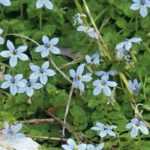 Associate the Pratia