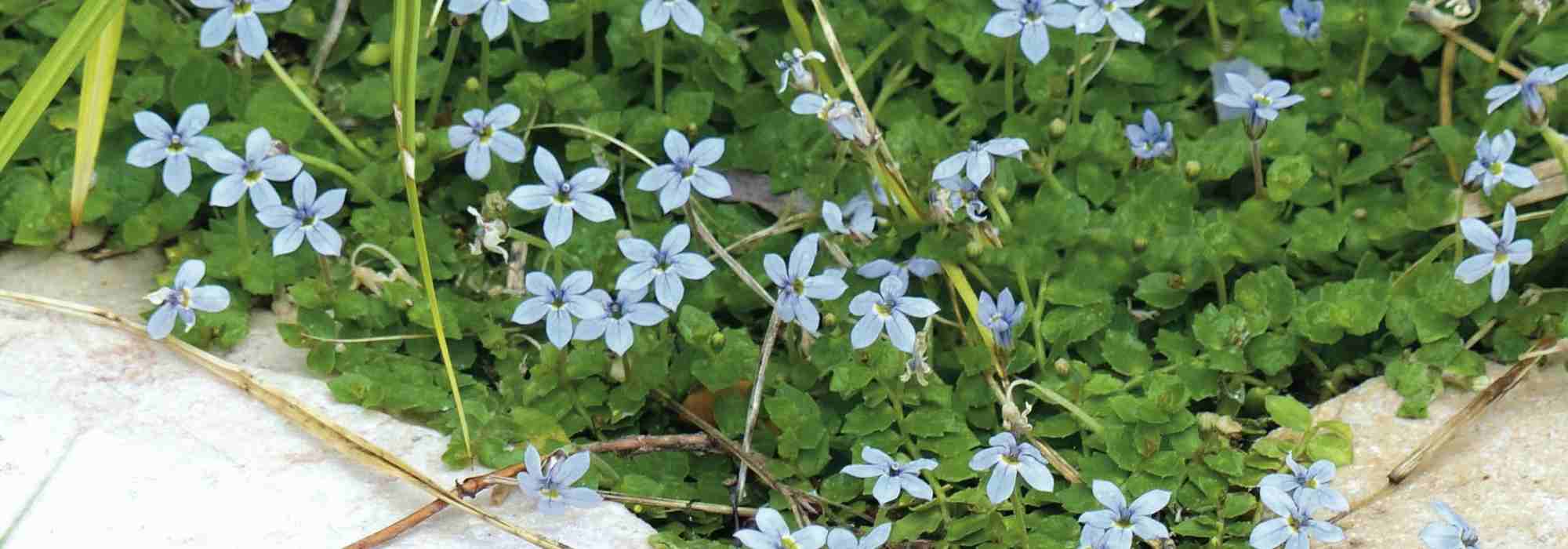 Associate the Pratia