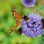 How do flowers attract pollinating insects?