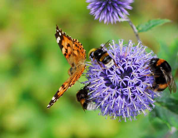 How do flowers attract pollinating insects?