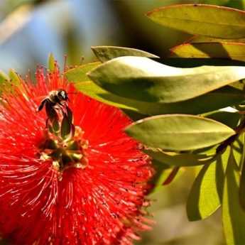 Taking a cutting from a callistemon