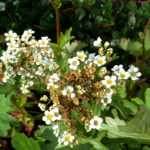 # Boykinia: Planting, Growing and Caring

## Introduction
Boykinia is a charming perennial plant that thrives in moist, shady conditions, making it an excellent choice for woodland gardens or damp borders. With its attractive foliage and delicate flowers, this plant adds texture and interest to shaded areas of the garden.

## Planting Boykinia
### When to Plant
The ideal time to plant young Boykinia plants is in spring or autumn when the soil is moist and temperatures are mild.

### Where to Plant
Choose a location with:
- Partial to full shade
- Moist, humus-rich soil
- Good drainage (though it tolerates damp conditions)

### How to Plant
1. Prepare the planting area by enriching the soil with organic matter
2. Dig a hole twice as wide as the root ball
3. Place the plant at the same depth it was in its container
4. Backfill with soil and firm gently
5. Water thoroughly after planting

## Growing Conditions
### Soil Requirements
Boykinia prefers:
- Moist, well-drained soil
- Neutral to slightly acidic pH
- Rich in organic matter

### Light Requirements
- Thrives in partial to full shade
- Can tolerate morning sun in cooler climates

### Watering Needs
- Keep soil consistently moist
- Water regularly during dry spells
- Avoid waterlogging

## Care and Maintenance
### Feeding
- Apply a balanced fertiliser in spring
- Top dress with compost annually

### Pruning
- Remove spent flower stems to encourage new growth
- Cut back foliage in late autumn if it becomes untidy

### Winter Care
- Mulch around plants in autumn to protect roots
- In very cold areas, provide extra protection with horticultural fleece

## Propagation
Boykinia can be propagated by:
- Division in spring or autumn
- Seed (though this method is less reliable)

## Common Problems
Watch out for:
- Slugs and snails (especially on young plants)
- Powdery mildew in dry conditions
- Root rot in poorly drained soils

## Companion Plants
Boykinia pairs well with:
- Ferns
- Hostas
- Astilbes
- Other shade-loving perennials

With its attractive foliage and tolerance for shade, Boykinia makes a wonderful addition to woodland gardens and shady borders. By providing the right growing conditions and basic care, you can enjoy this charming plant for many years.
