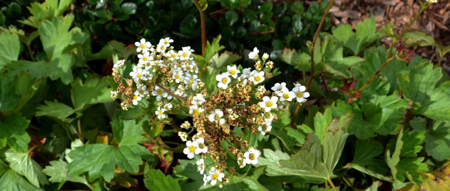 # Boykinia: Planting, Growing and Caring
## Introduction
Boykinia is a charming perennial plant that thrives in moist, shady conditions, making it an excellent choice for woodland gardens or damp borders. With its attractive foliage and delicate flowers, this plant adds texture and interest to shaded areas of the garden.
## Planting Boykinia
### When to Plant
The ideal time to plant young Boykinia plants is in spring or autumn when the soil is moist and temperatures are mild.
### Where to Plant
Choose a location with:
- Partial to full shade
- Moist, humus-rich soil
- Good drainage (though it tolerates damp conditions)
### How to Plant
1. Prepare the planting area by enriching the soil with organic matter
2. Dig a hole twice as wide as the root ball
3. Place the plant at the same depth it was in its container
4. Backfill with soil and firm gently
5. Water thoroughly after planting
## Growing Conditions
### Soil Requirements
Boykinia prefers:
- Moist, well-drained soil
- Neutral to slightly acidic pH
- Rich in organic matter
### Light Requirements
- Thrives in partial to full shade
- Can tolerate morning sun in cooler climates
### Watering Needs
- Keep soil consistently moist
- Water regularly during dry spells
- Avoid waterlogging
## Care and Maintenance
### Feeding
- Apply a balanced fertiliser in spring
- Top dress with compost annually
### Pruning
- Remove spent flower stems to encourage new growth
- Cut back foliage in late autumn if it becomes untidy
### Winter Care
- Mulch around plants in autumn to protect roots
- In very cold areas, provide extra protection with horticultural fleece
## Propagation
Boykinia can be propagated by:
- Division in spring or autumn
- Seed (though this method is less reliable)
## Common Problems
Watch out for:
- Slugs and snails (especially on young plants)
- Powdery mildew in dry conditions
- Root rot in poorly drained soils
## Companion Plants
Boykinia pairs well with:
- Ferns
- Hostas
- Astilbes
- Other shade-loving perennials
With its attractive foliage and tolerance for shade, Boykinia makes a wonderful addition to woodland gardens and shady borders. By providing the right growing conditions and basic care, you can enjoy this charming plant for many years.