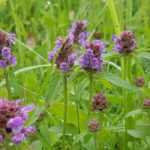 Prunella, Self-heal: Planting, Growing