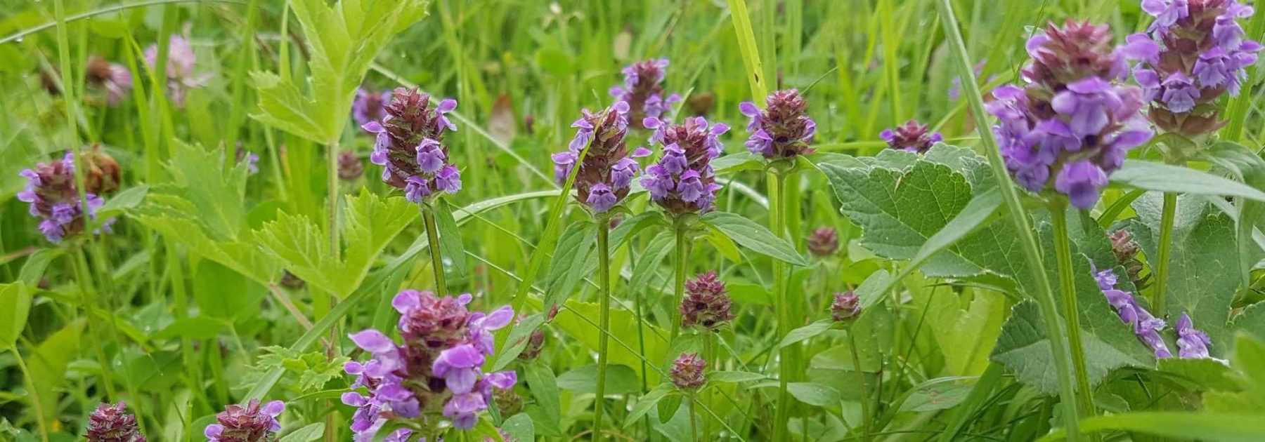Prunella, Selfheal: Planting and Growing